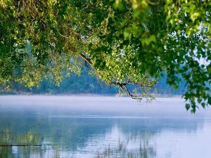 Forest Lake Soft Waves Sound For Good Night Sleep