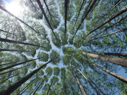 Forest Life | Ambient Soundscape With Forest Birdsong