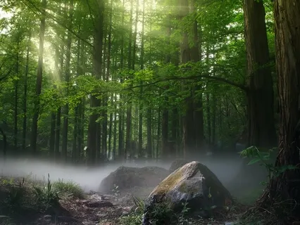 Forest Light (Forgiveness Song) Instrumental