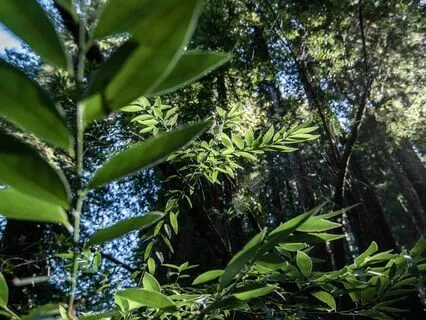 Forest Medicine: A Guided Visualization