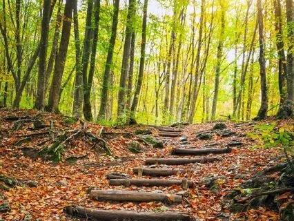 Forest Meditation (3 Min)