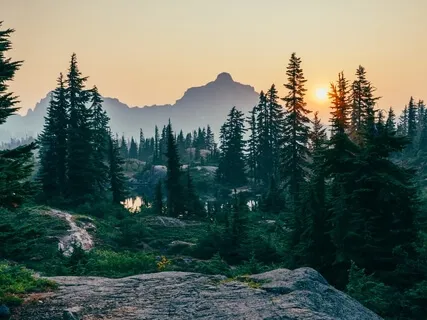 Gratitude With The Forest