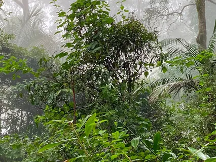 Forest Meditation For Earth Connection 