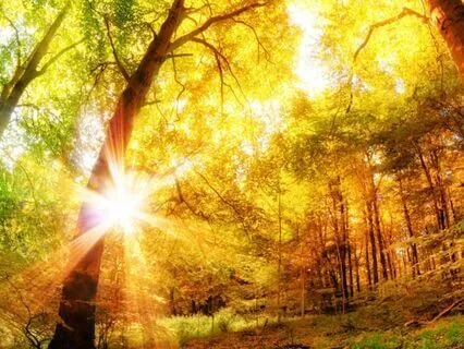 Forest Meditation For Stress Relief