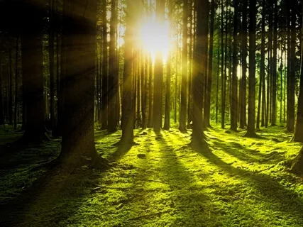 Forest Meditation - Long Version