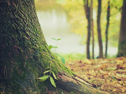 Forest Meditation: Music to Relax