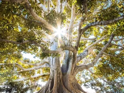 Forest Practice With The Great Western Cedar 