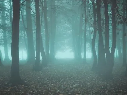 Forest Meditation