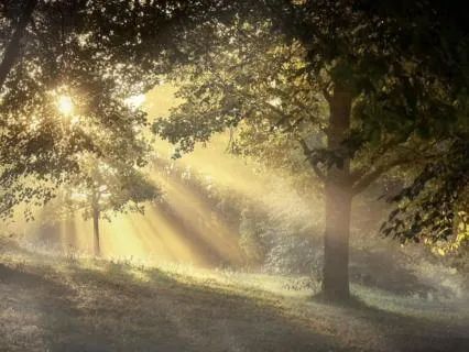 Morning Forest Awakening