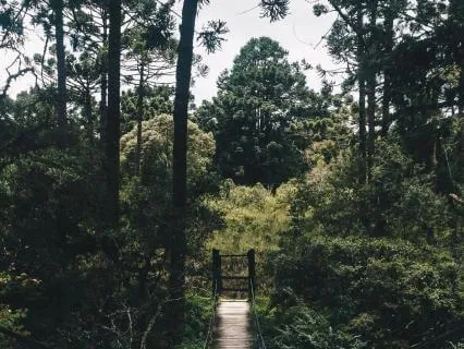 Forest Nature For Deep Sleep