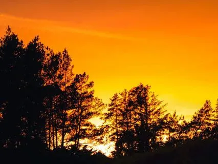 Forest Night Overnight For Deep Sleep [8 Hours]