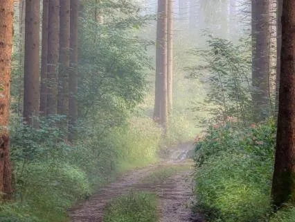 Forest Night Sleep Ambience — 8 Hours For Deep Rest