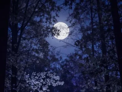 Forest Night