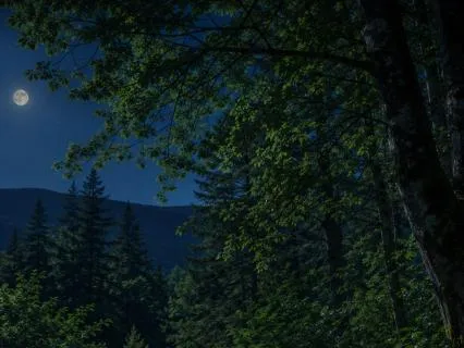 Forest NightAmbience: Relaxing Breeze & Gentle Cicada Chorus