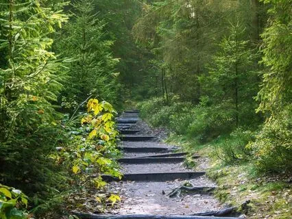 Forest Of Ancestors: A Spiritual Connection Meditation