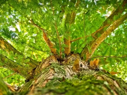 Forest Of Freedom To Find Love & Joy In Our Hearts