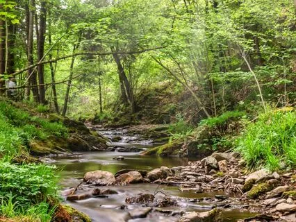 Forest Of Love | 432 Hz