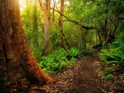 Forest Of Resilience