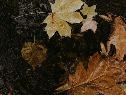 Forest Of Strength: Upgrading Your System • No Music