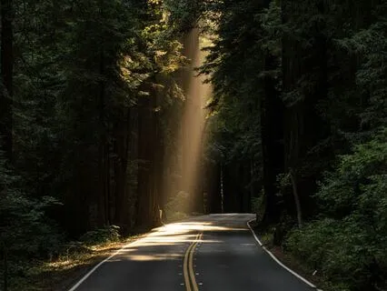 Forest Of Strength: Upgrading Your System • Phoenix Protocol