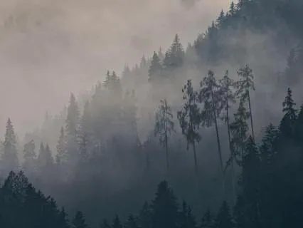 Forest Rain Drift