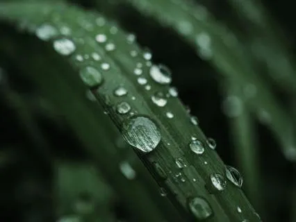 Forest Rain Nature Birds Sounds Ambience 9 Hours