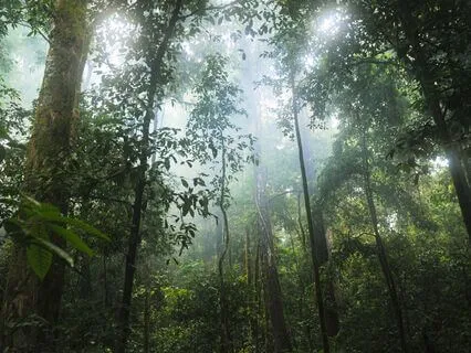 Forest Rain-Nature Sounds-Natural White Noise For Deep Sleep