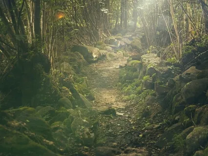 Forest Rain On Wooden Roof
