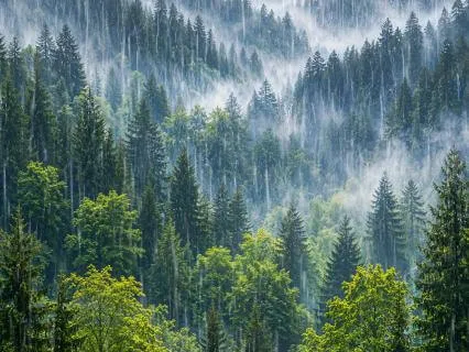 Forest Rain: Peaceful Rain Sounds For Sleep & Relaxation