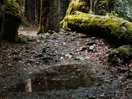Forest Rain Shower For Anxiety Relief & Calm