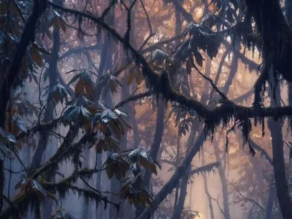 Forest Rain Sounds for Deep Relaxation