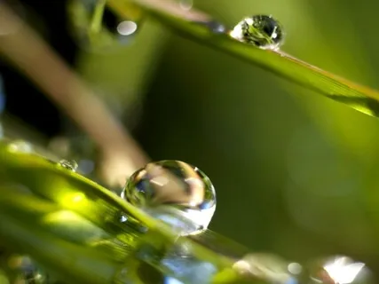 Forest Practice: 'Antistress' Meditation 2