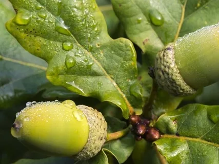 Forest Practice: 'Antistress' Meditation 3