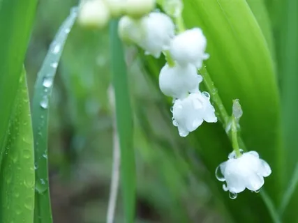 Forest Practice: 'Antistress' Meditation 5