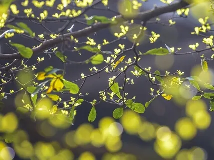 Forest Practice: 'Antistress' Meditation 6