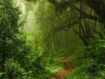 Forest Practice: 'Antistress' Meditation 7