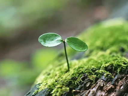 Forest Practice: 'Antistress' Meditation 8