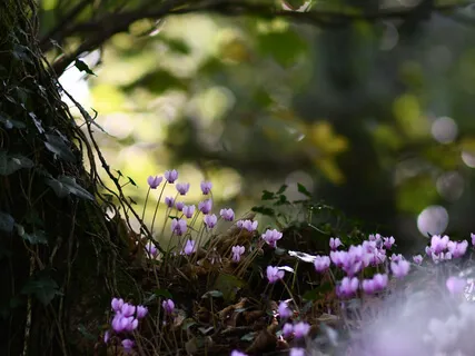 Forest Practice. 'Feminine Grace'. Meditation 1