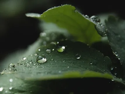 Forest Practice. 'Feminine Grace'. Meditation 2