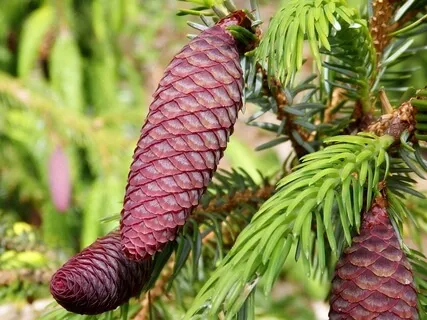 Forest Practice. 'Feminine Grace'. Meditation 3