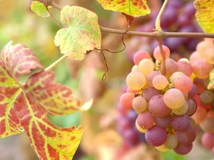 Forest Practice. 'Feminine Grace'. Meditation 4