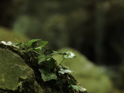 Forest Practice: 'Feminine Grace' - Meditation 5