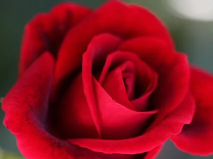 Forest Practice. 'Feminine Grace'. Meditation 6