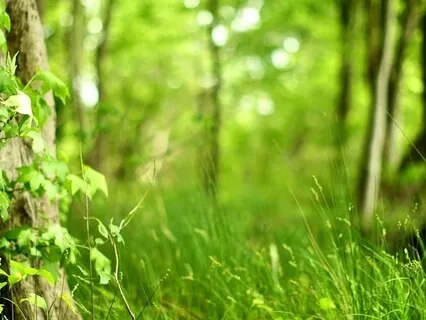 Forest Practice: 'Immune' Meditation 1