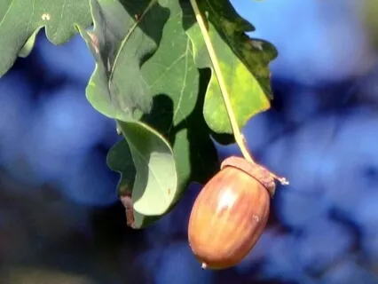 Forest Practice: 'Immune' Meditation 2