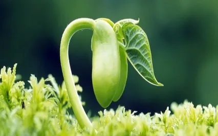 Forest Practice: 'Immune' Meditation 4