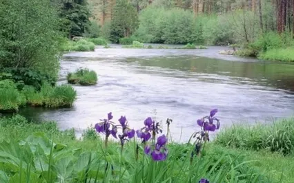 Forest Practice: 'Immune' Meditation 6