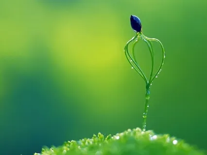 Forest Practice: 'Life Energy' Meditation 2