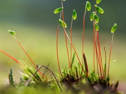 Forest Practice: 'Life Energy' Meditation 4