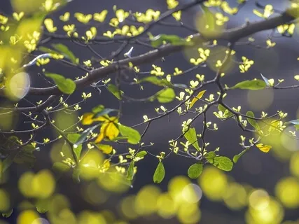 Forest Practice: 'Life Energy' Meditation 5